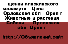 щенки аляскинского маламута › Цена ­ 10 000 - Орловская обл., Орел г. Животные и растения » Собаки   . Орловская обл.,Орел г.